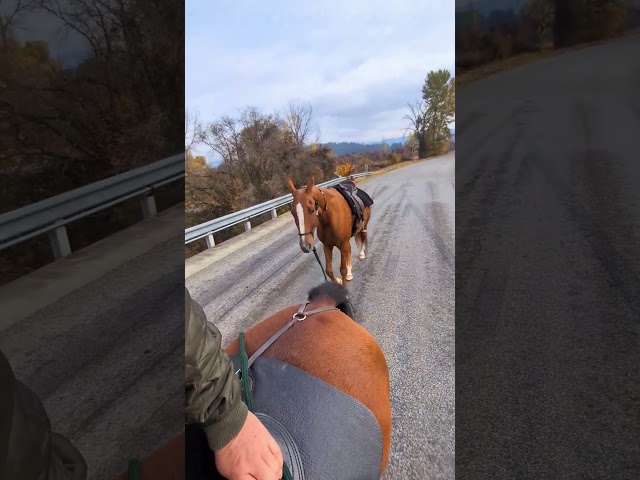 Horse ride fall #horse #asmr #asmrsounds