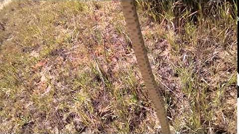 Gopher Snake Rescue