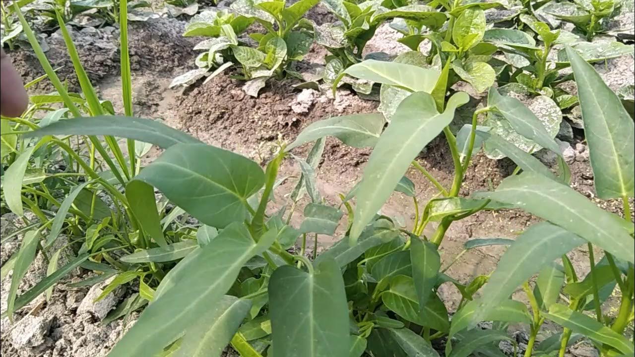how to grow water spinach at home /spinach/Spinach Harvest YouTube