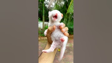 Kitten Meowing to attract cat 😍 ! Cat sound ! Cat voice ! Cat video ! Persian cat ! Cats #cat