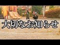 #88　大切なお知らせをしたい！！【シングルファザー】
