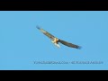Lesser spotted eagle and short toed eagles 4K /  עיטי חורש וחויאים