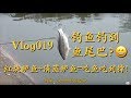 Vlog019 第一次钓鲈鱼就收获满满，自己动手丰衣足食！王刚用现钓的鱼做两道好菜~红烧鲈鱼+清蒸鲈鱼