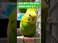 BUDGIE LOVER 🐦🦜 #youtubeshorts #shortvideo #pets #birds #shorts #trending #explore #shortsfeed#viral