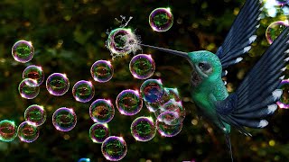 AWESOME 30 Sec 3D Animated Nature Humming Bird with Flowers Relaxing Music | Stress Free Music. screenshot 2