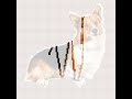 Cute Corgi Dog