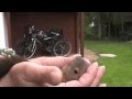 Eichhörnchen-Baby gerettet!