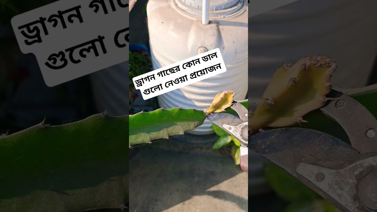 dragon fruit plants gardening tips 