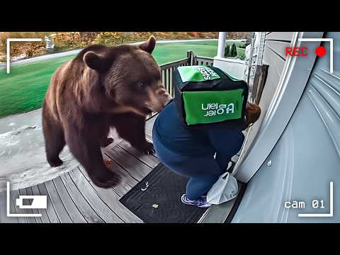 Delivery Drivers vs Animals When Things Go Wrong