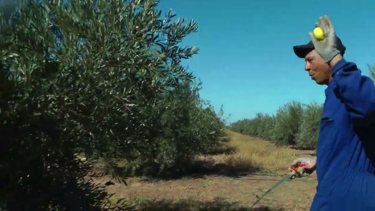 تصحيح المفاهيم الخاطئة عن أشجار الزيتون لونكدوك أرباصي سيدي بوعثمان