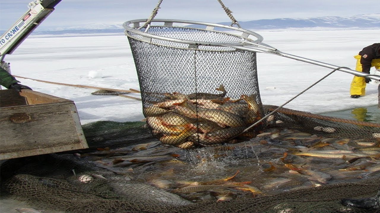 Amazing Net Fishing under Ice - Big Catch in the River ▻ 1 
