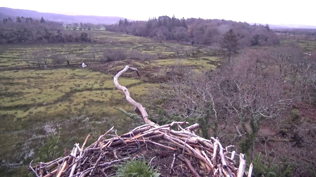Bywyd Gwyllt Glaslyn Wildlife - Ffrwd Byw / Live Stream