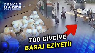 Pes Dedirten Görüntü 700 Civcivi Bursadan Otobüsle Antalyaya Yollamışlar...