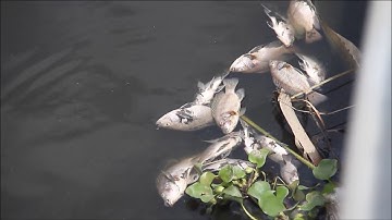 Đà Nẵng: Cá chết trắng trên hồ điều tiết