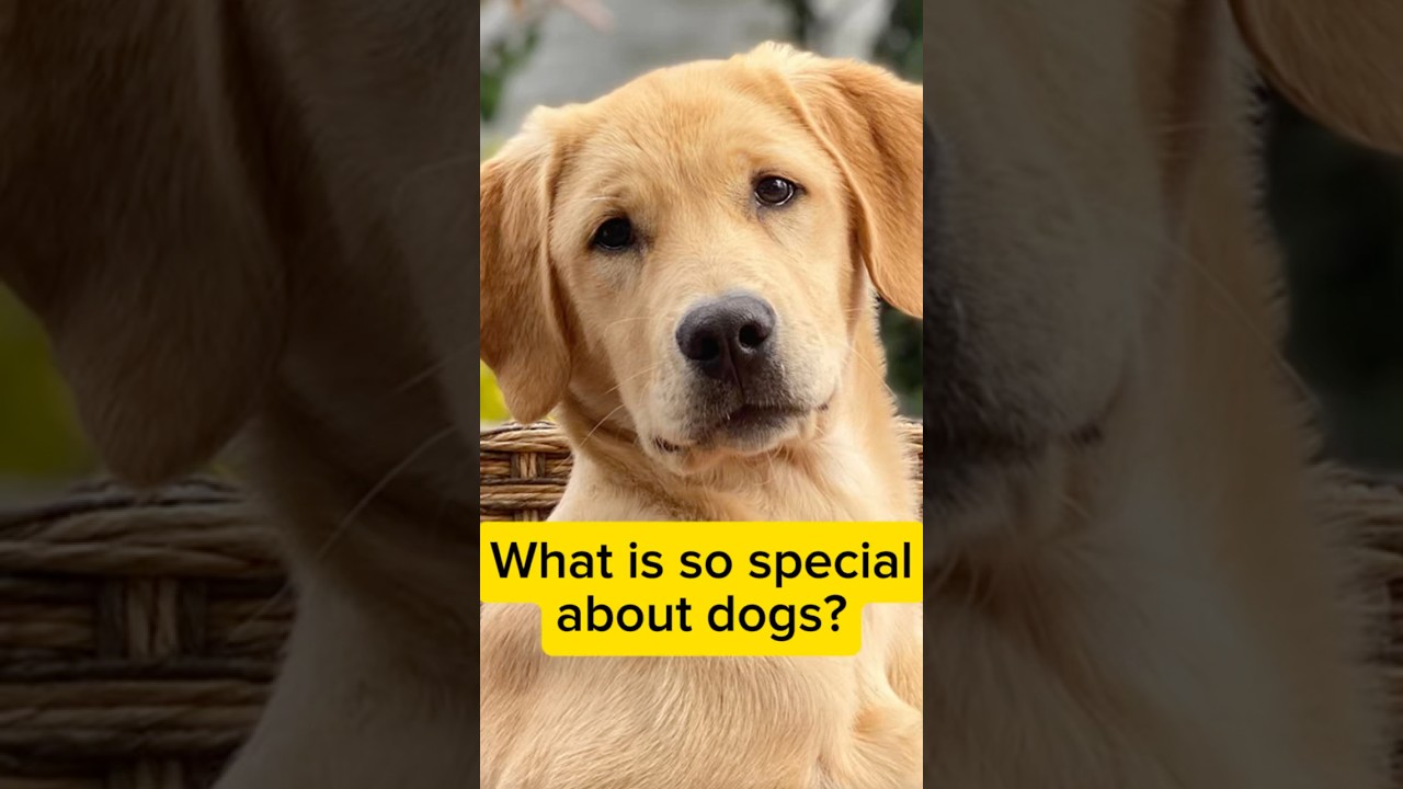 Dogs: The Most Spiritual Companions in the Matrix? 