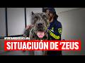 Ayuntamiento aclara situación del perrito “Zeus”