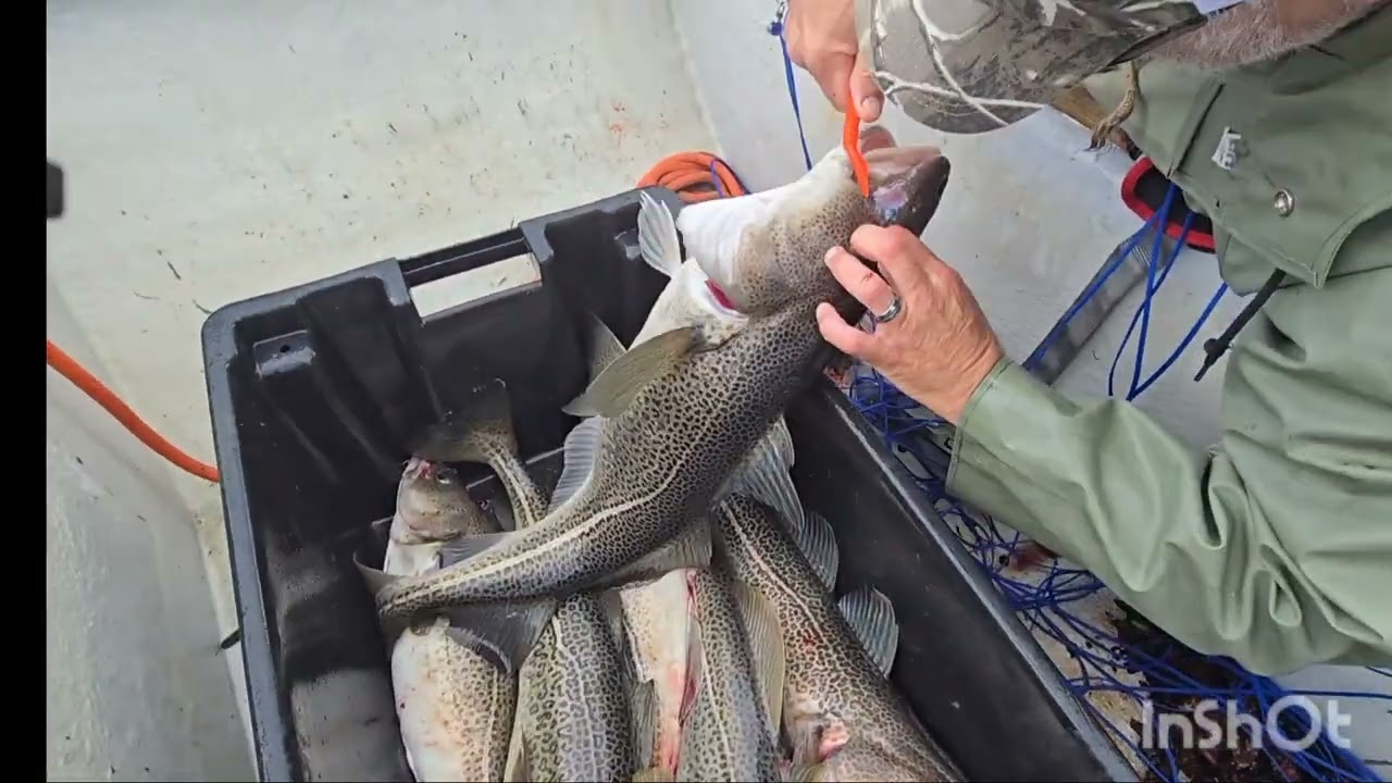 Cod Cod and more Cod 