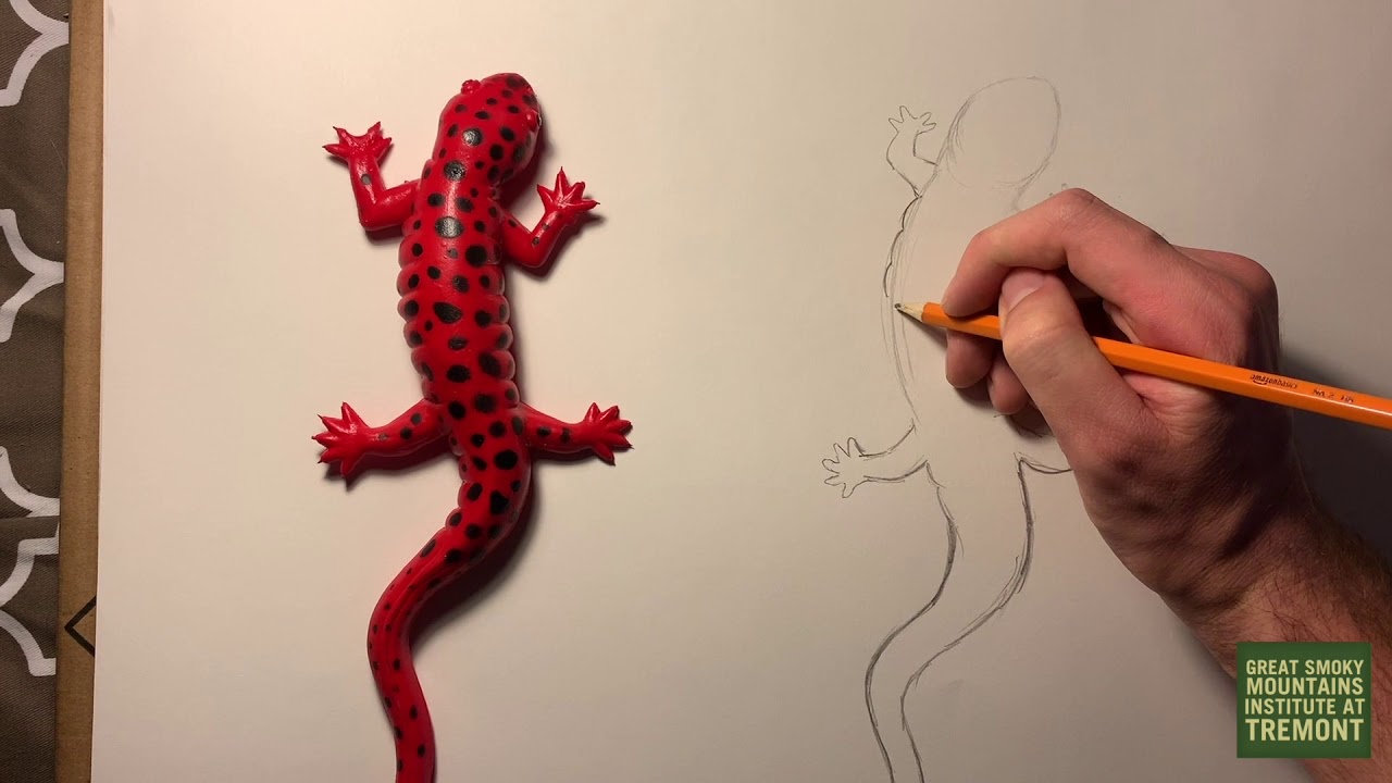 How to Draw a Salamander - YouTube