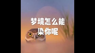 201908 梦境怎么能染你呢51315