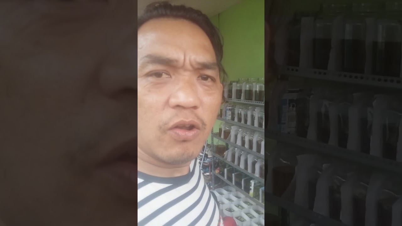 Giant cupang kontes 