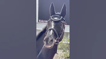 阪神競馬場 誘導馬 トラスト セトノシャトル カイシュウコロンボ 京都競馬場 誘導馬 オートホーク 