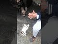 شوفلك القطة المسخوطة محيحة شطيح مع راسها ههههه 