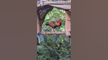 gà rừng gáy cực hay.qaib qus qua zoo