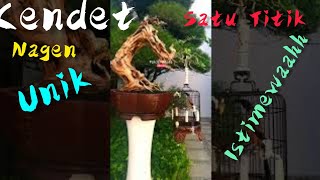 @taichimadechannel Cendet Satu Titik Dipohon Bonsai,, Isian Mewah tiada tandingan,, Top👍