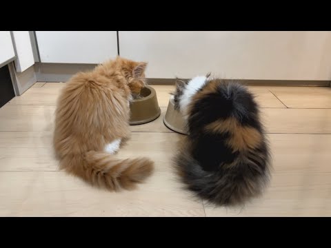 マンチカンの子猫　ごはんタイム！