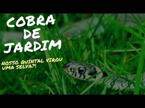Vídeo: Plantas que repelem cobras - Mantendo as cobras fora do jardim naturalmente