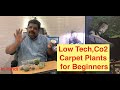 Beginners Carpet plants || #How to Grow Low Tech Aquarium Plants || Tips for Low Co2 Carpet plants