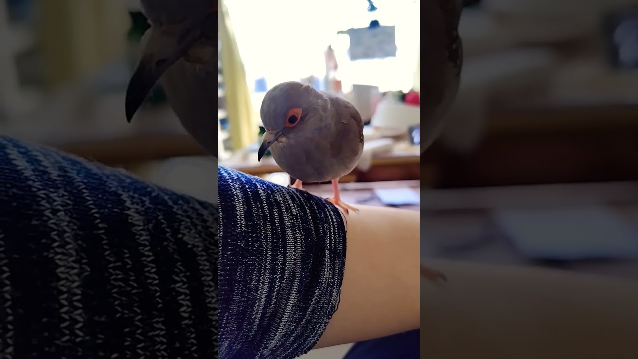 仿¥ã®ãã #birds #åç© #ãŠã¹ãŠããã #çã #animal