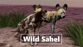 Wild Sahel Q&A Part 2