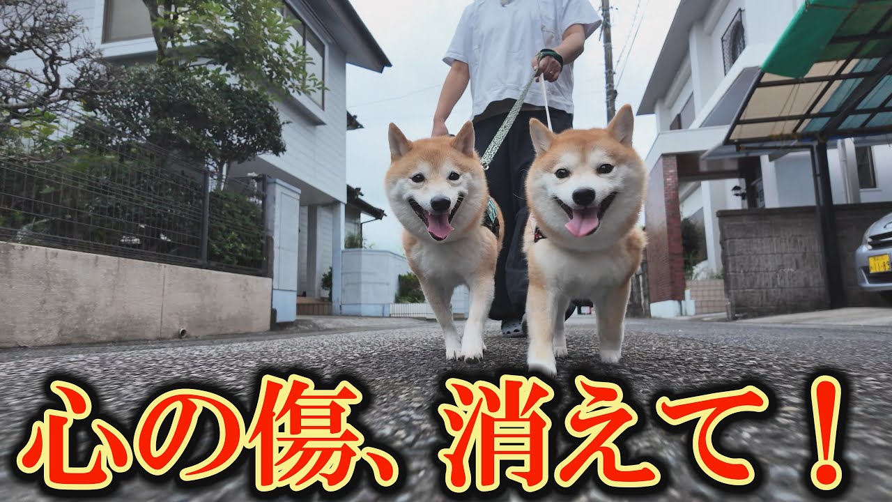 ♯Goi26Az豆しばしーるこれくしょん全5種 We will reveal the current state of our Shiba Inu, who can no
