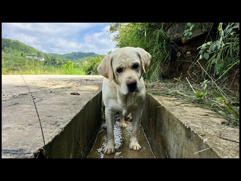 Where the Creek Leads thumbnail