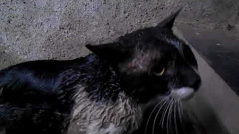 Cat's Reaction To Bathing-Why Cats Hate To Bathe? |Indian Cat Billa Funny.