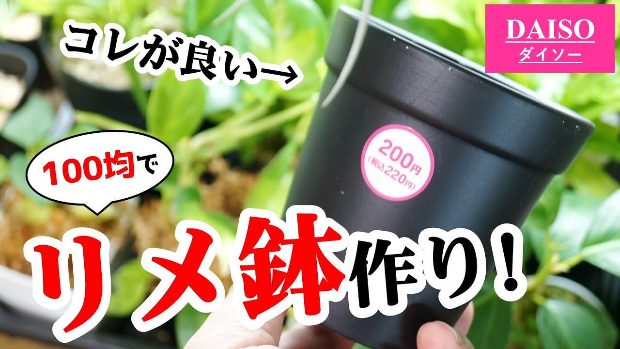 観葉植物のために鉢を作ったら…、やりすぎ注意！【リメイク鉢】 - YouTube