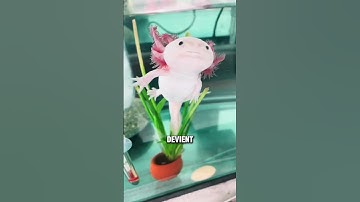 L’axolotl : l’animal mignon qui peut régénérer son corps entier !