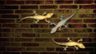 Cat games - Cicak merayap di dinding - animasi cicak untuk kucing