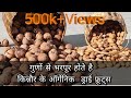 || Dry fruits of Kinnaur || Himachal Pradesh part 2