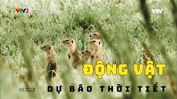 Giải mã khả năng dự báo thời tiết của nhiều loài động vật
