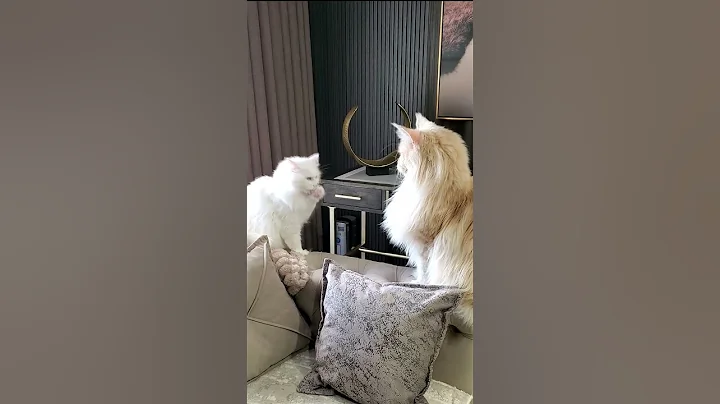 Video 9900741: maine coon grooming, fluffy maine coon, feline, cat