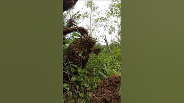 Harvesting cassava part 352 #shorts #farming #cassava #nature  #cassavaroots #cassavafarming