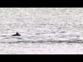 Dolphins in Besant Nagar beach, Chennai