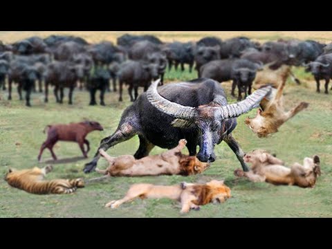 Посмотрите, на что Способен Самый Большой Буйвол в Мире