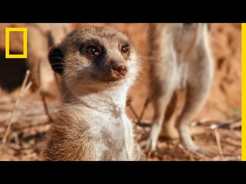 Vidéo: Comment s'appelle un bébé suricate ?