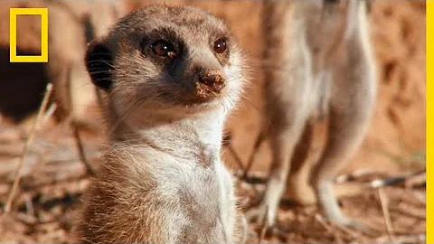 Qui mange les suricates ?