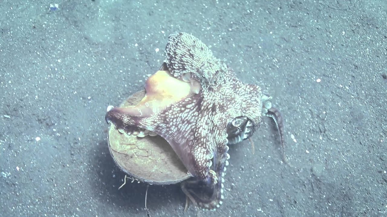 Coconut Octopus in Lembeh Strait
