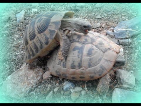 Βίντεο: Πώς να αναπαράγετε χελώνες