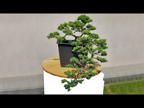 Video: Cossack juniper tamariscifolia - penerangan, penjagaan dan pembiakan